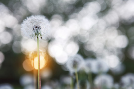 Dandelion seed head with the setting sun, soft focus, dreamy image, shallow focus,