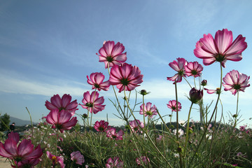 Autumn, blue sky and some cosmos flowers