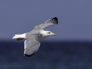 Yellow-legged Gull in Flight Over Sea