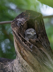 Spot Owlet