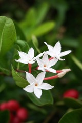 Carissa carandas flower in nature garden