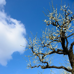青空をバックの白梅