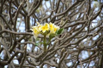 white plumeria flower in nature garden