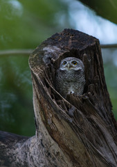 Spot Owlet