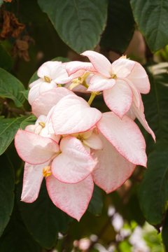 pink Dona Queen Sirikit flower in nature garden