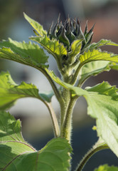 Obraz premium sunflower starting to blow