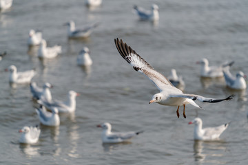 seagull flying. Seagulls fly in the blue sky.
