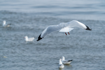 seagull flying. Seagulls fly in the blue sky.
