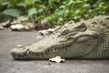 White Crocodile / Albino Siamese Crocodile : Freshwater crocodile , skin is white , nearly extinct , found in Southeast Asia