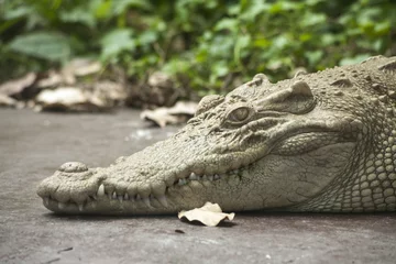 Papier Peint photo Crocodile White Crocodile / Albino Siamese Crocodile : Freshwater crocodile , skin is white , nearly extinct , found in Southeast Asia