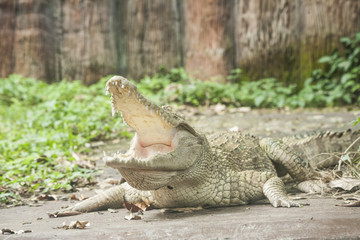 White Crocodile / Albino Siamese Crocodile : Freshwater crocodile , skin is white , nearly extinct , found in Southeast Asia