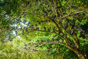 group of pigeons that are perched on the tree