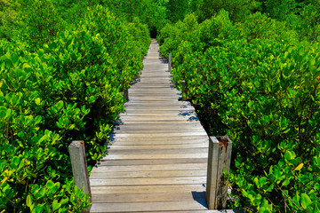 Wooden walkway bridge through mangrove forrest