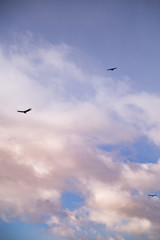 condor flying in Patagonia Argentina