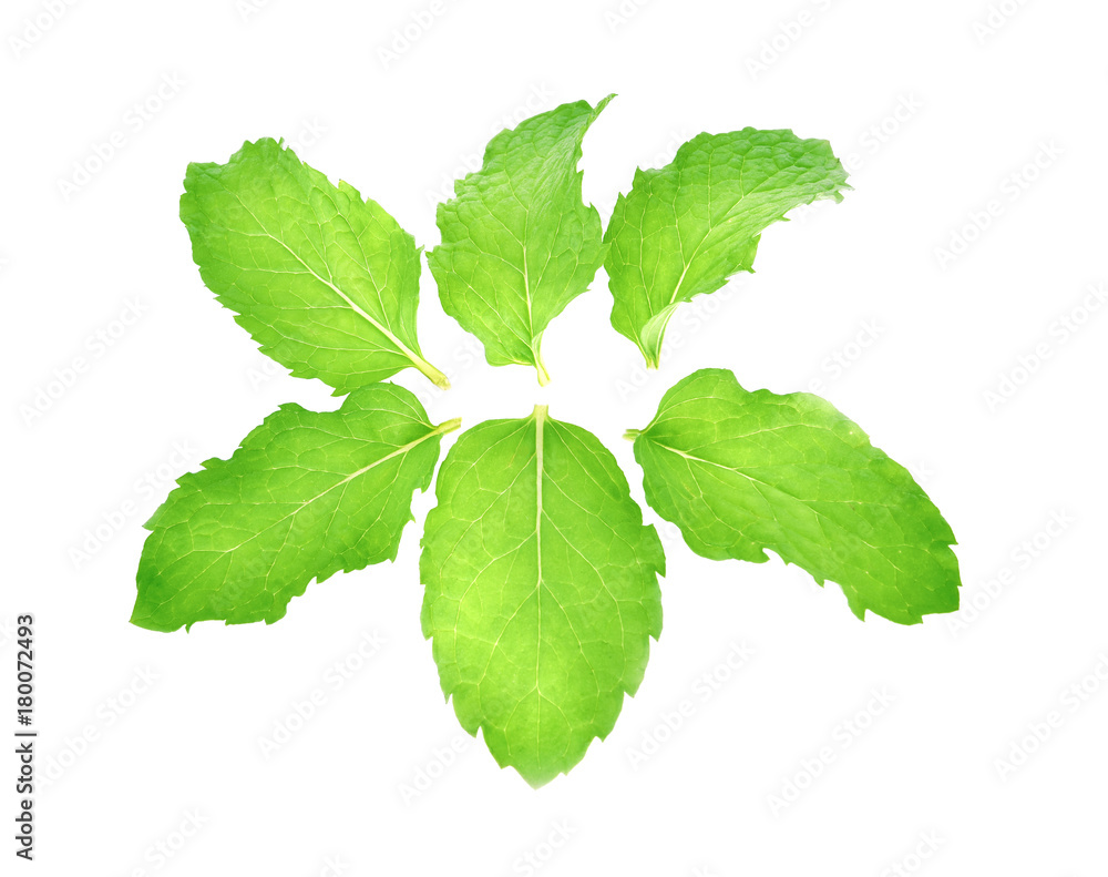 Wall mural fresh mint leaves isolated on white background