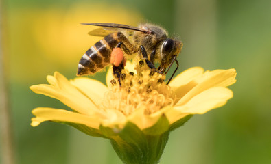 A beautiful bee on yellow flower with Nature background