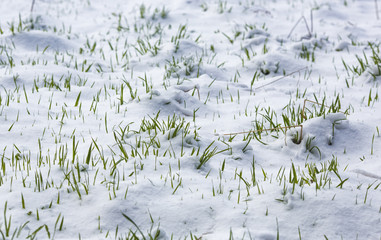 Green grass under the snow. Suddenly, winter came.