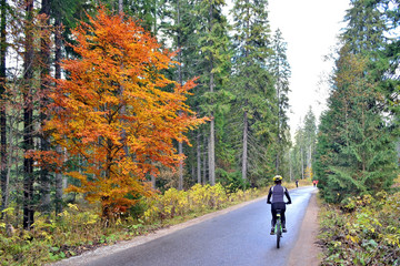 Obraz premium Woman riding bicycle in autumn forest