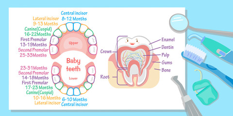baby tooth chart