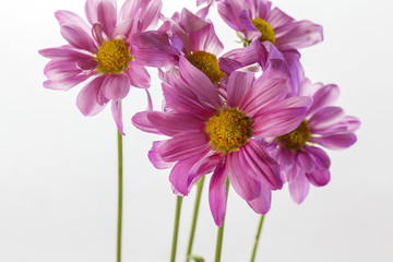 Wild flowers in different shades in high key photo technique with white background