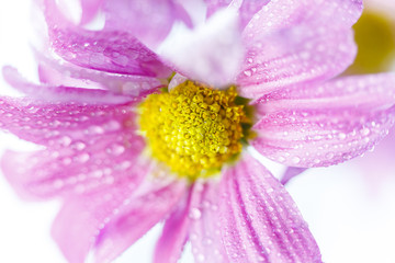 Wild flowers in different shades in high key photo technique with white background