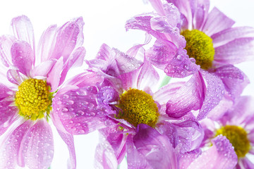 Wild flowers in different shades in high key photo technique with white background