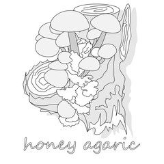 Fototapeta premium Honey Agaric mushrooms. Group of wild mushrooms Armillaria.