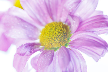 Wild flowers in different shades in high key photo technique with white background