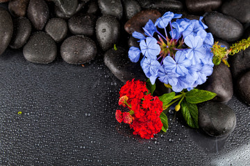 Fototapeta na wymiar Still life with flowers and black stones
