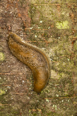 Dusky arion slug on tree bark in Vernon, Connecticut.