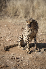 Gepard © Ursula