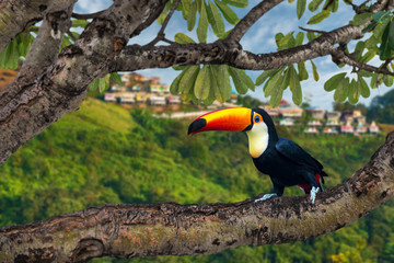 Close up wreathed Hornbill.
