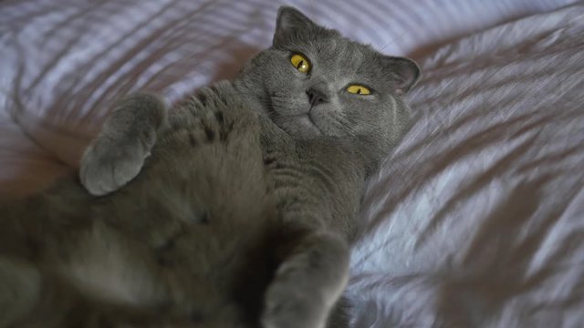 British cat lying on the floor on his back, trying to sleep. happy cat