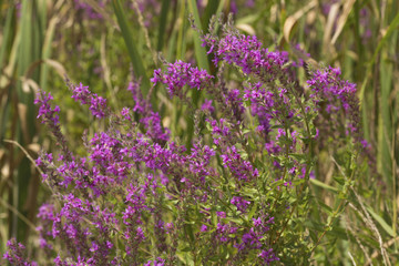 Invasive purple loosetrife flowers in wetlands of South Windsor, Connecticut.