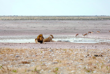 Naklejka premium Löwenpaar