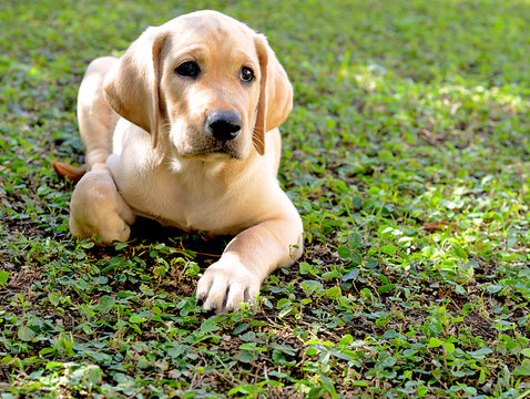 Young Male Golden Labrador Retriever Puppy, Attentive, Sitting on the Grass.