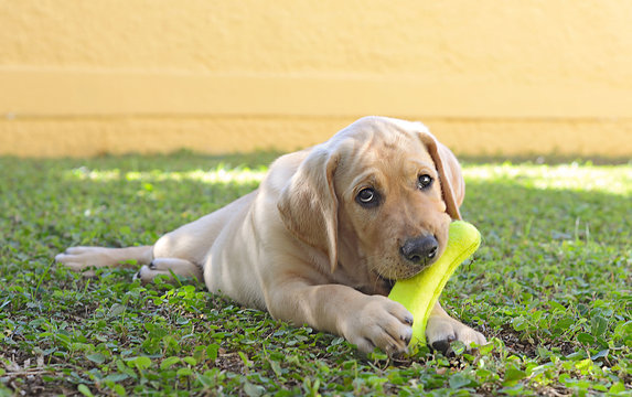 Playful Male Golden Labrador Retriever Puppy with a Bone toy in the mouth on the Grass.