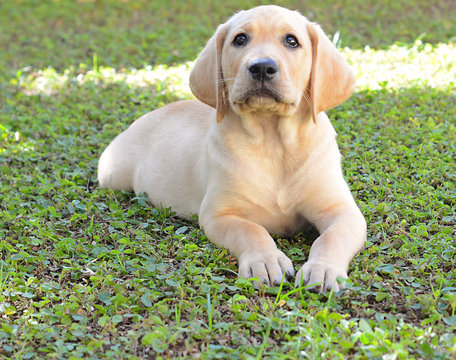 oung Male Golden Labrador Retriever Puppy, Attentive, Looking Straight at you, Sitting on the Grass.