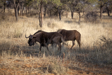 Gnu