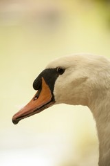 White Swan / Close up photos of swan