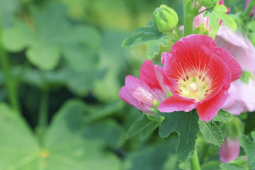 Pink flowers in nature Thailand, Thai flowers