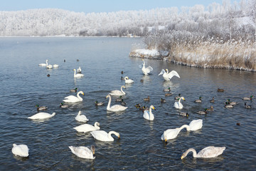 Whooper swans swimming in the lake, Altai, Russia