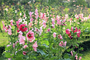 Pink flowers in nature Thailand, Thai flowers