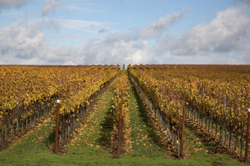Fototapeta na wymiar Vineyard - Forward View of Rows of Fall/Autumn Colored Trestled Grapevines Against a Background of Green Grass, Blue Sky with White Clouds, Daytime - Oregon