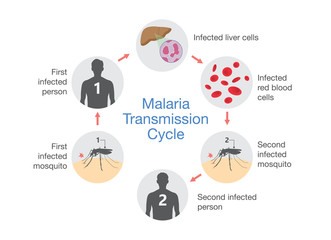 Illustration showing Malaria transmission cycle. Step of infections in people with mosquito. - obrazy, fototapety, plakaty