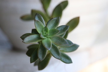 Beautiful green succulent plant.