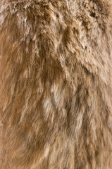 Old dog fur texture background