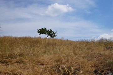 Fototapeta premium Nature