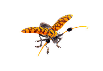 Orange insects isolated on white background.