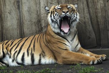 Naklejka premium lying Bengal tiger kept in the zoo